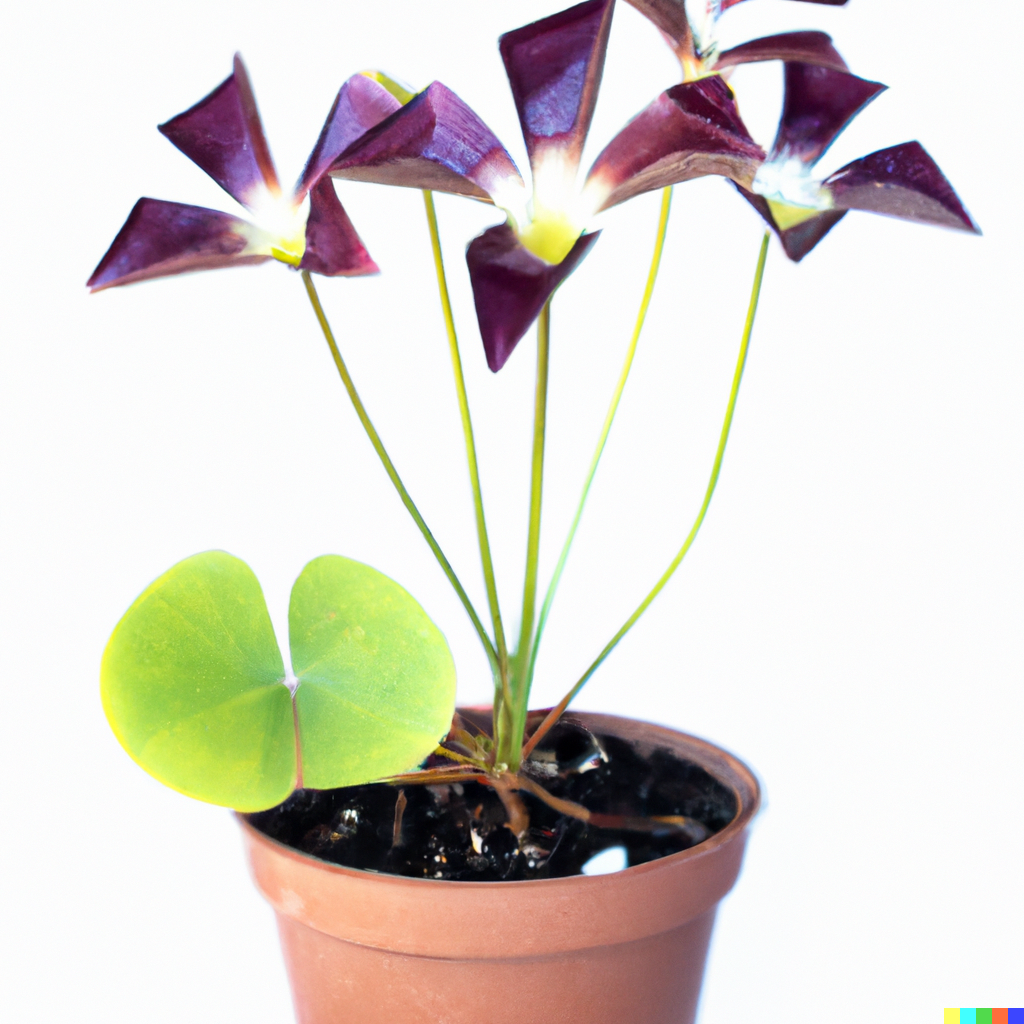 oxalis butterfly plant